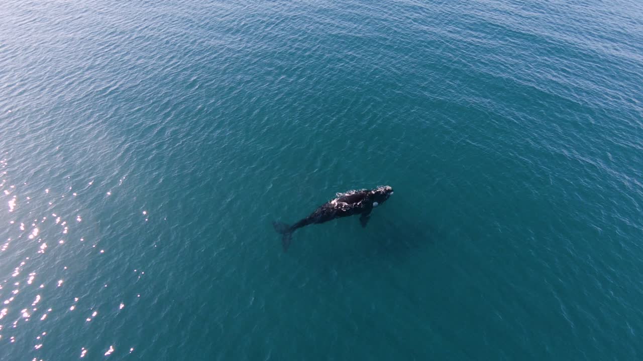 화창한 날 청록색 바다 한가운데 떠 있는 외로운 고래 - 느린 동작으로 공중 밀기