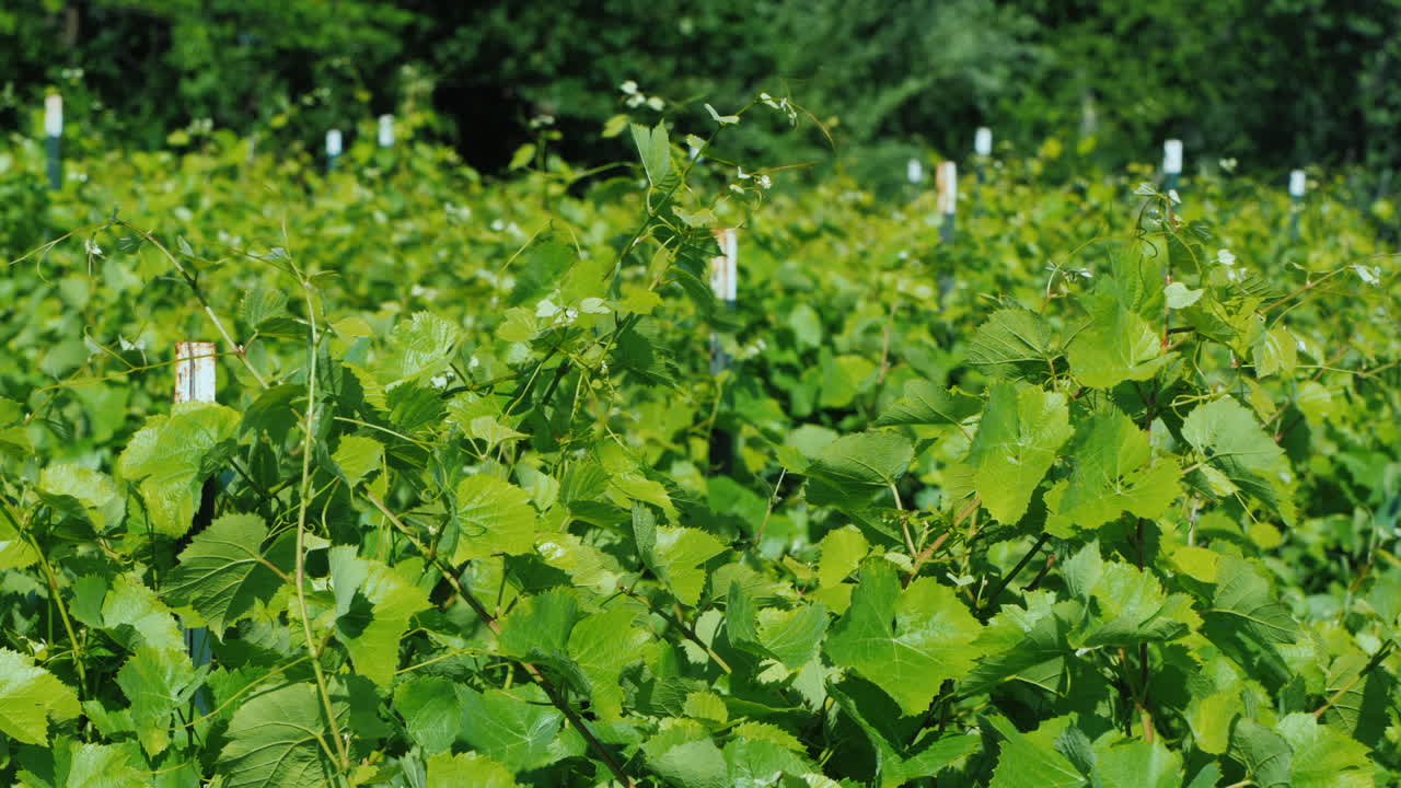 맑은 날 작은 와이너리의 포도원