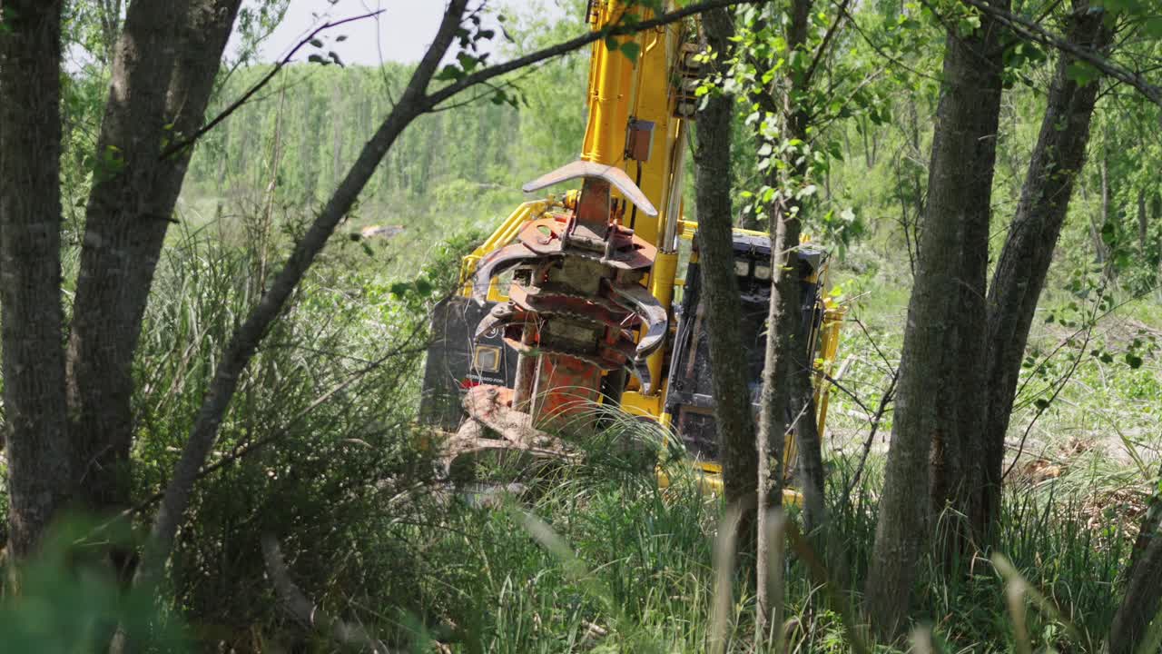 Excavator equipped with a tree shear attachment working in the forested wetlands of the Delta del Paraná, Argentina, amid tall grasses and native trees