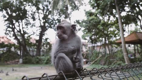 mono sentado en la valla en ubud, isla de bali