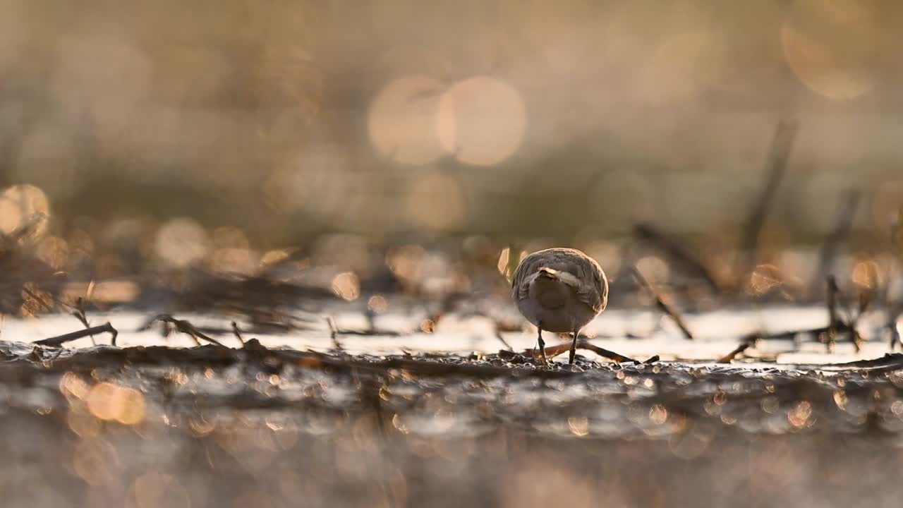 En fridfull naturscen med en liten strandpipare som siluett mot en livfull, soldränkt damm vid slutet av dagen.