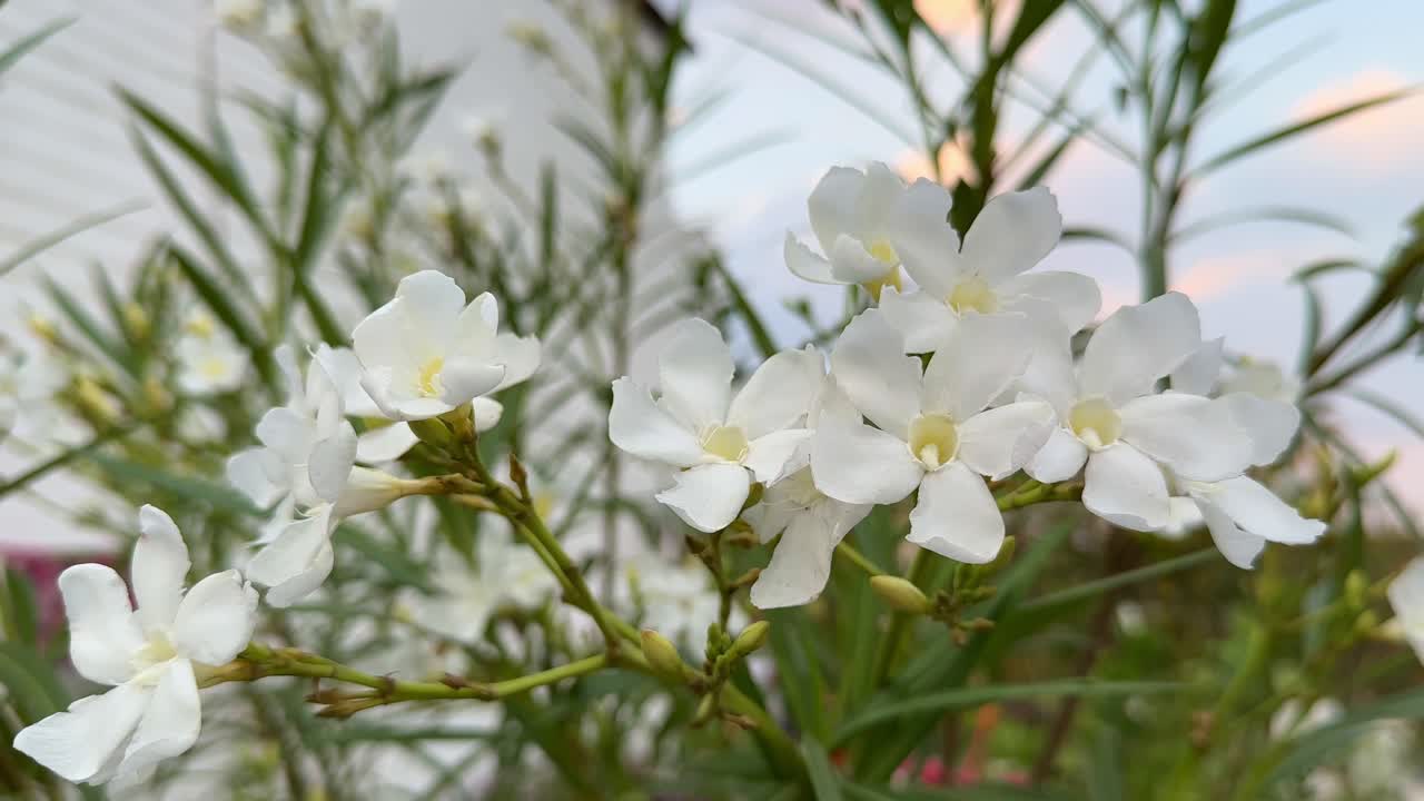 Un gruppo di fiori di oleandro bianco che sbocciano in giardino