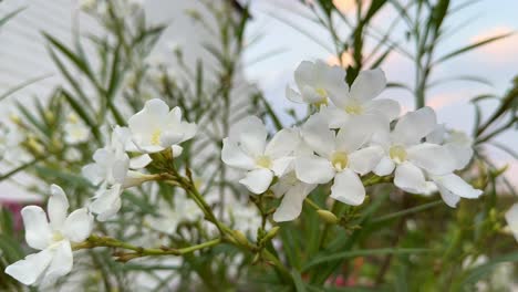 a bunch of white oleander flower blooming in the garden