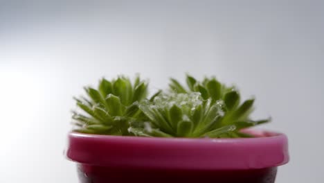 Spiky-succulent-planted-in-pink-little-pot,-rotating-in-studio