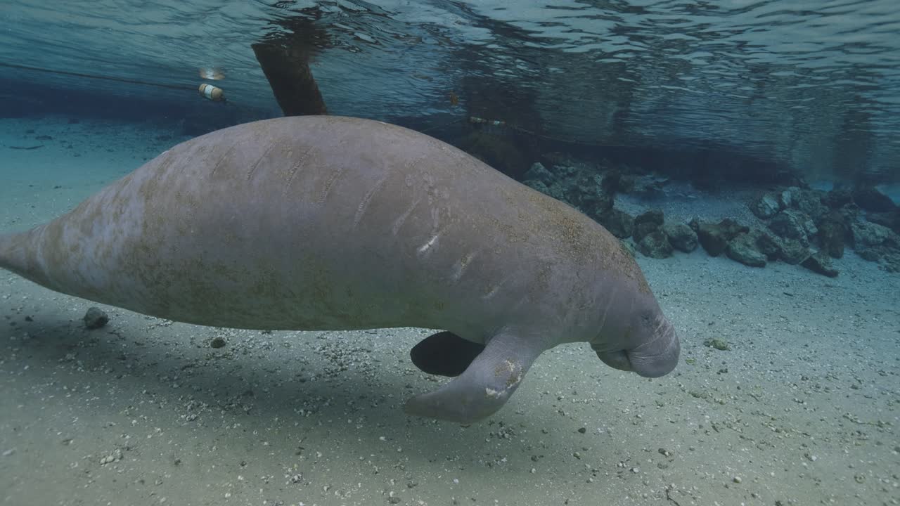 Close underwater shot of a manatee gliding past the camera in a freshwater spring with reflections above