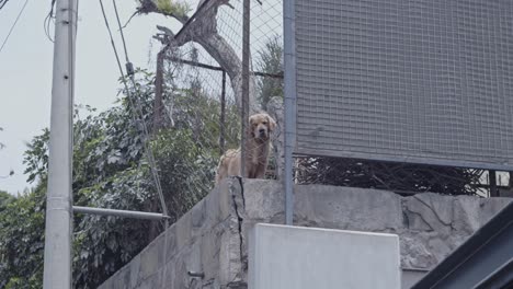 Golden-retriver-barking-from-behind-fence-in-house