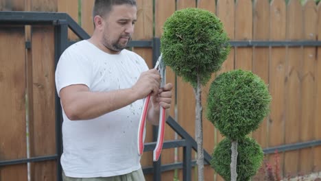 un jardinero poda arbustos decorativos con tijeras en un patio ajardinado, centrándose en la formación de plantas y la estética del jardín. valla de madera y césped verde en el fondo