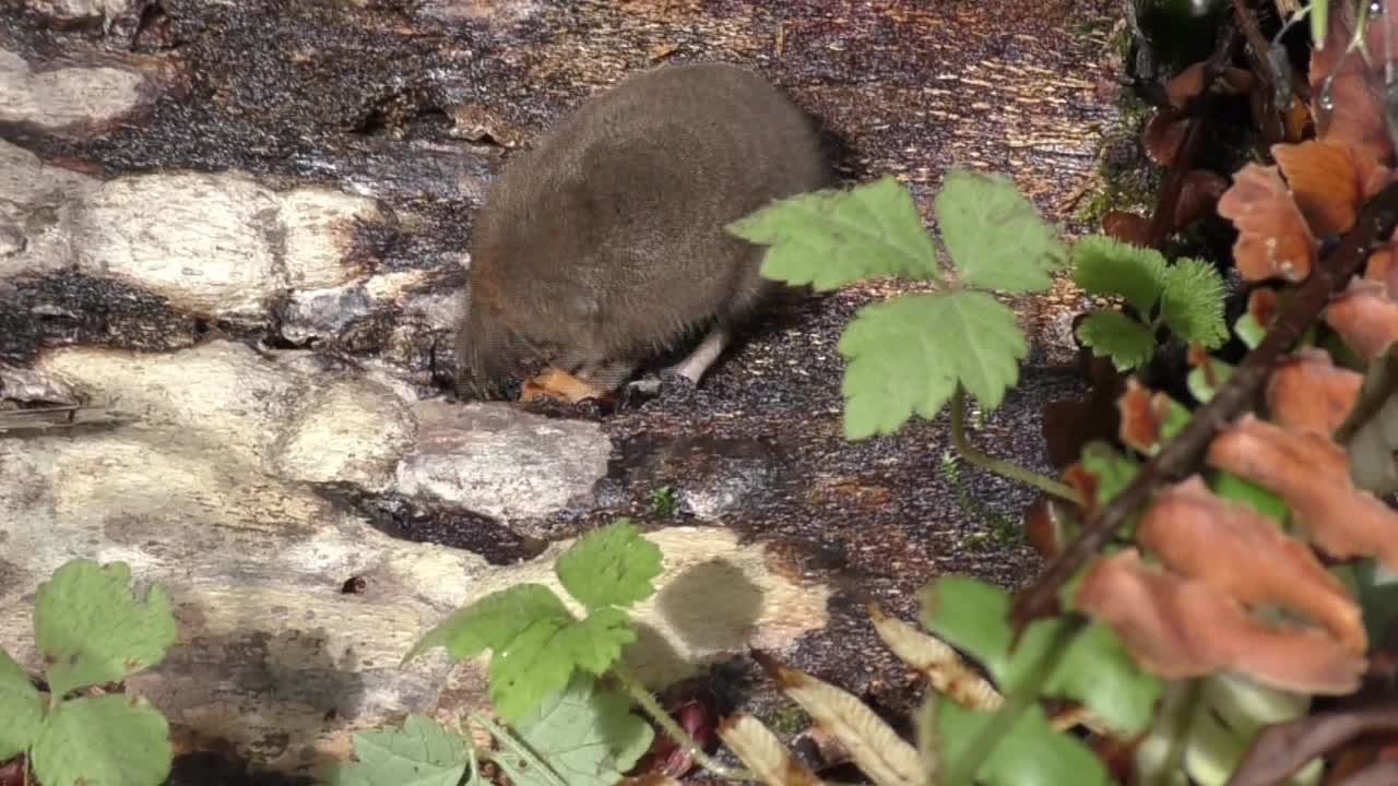 mol olfateando y buscando comida