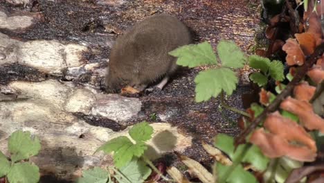 Mol-Schnüffelt-Und-Sucht-Nach-Nahrung