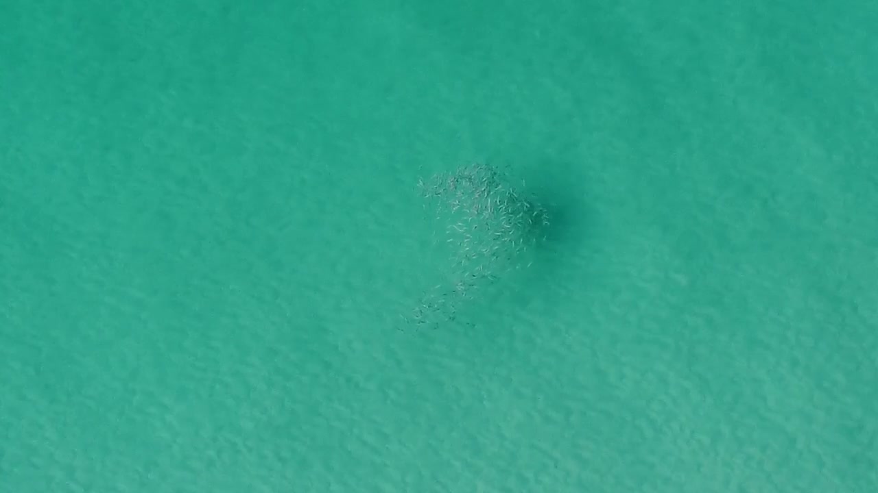 Vista aerea dall'alto di un piccolo gruppo di pesci in acqua di mare pulita e trasparente, nell'oceano blu illuminato dal sole.