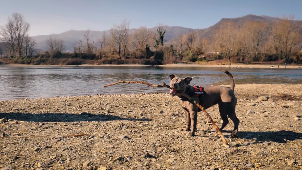 un lindo perro marrón jugando con la rama de un árbol a lo largo de la orilla del río