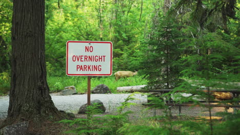 no overnight parking sign in glacier np campground and creek