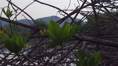 Shot-of-plants-and-flowers-in-mangrove-La-Ventanilla,-Oaxaca