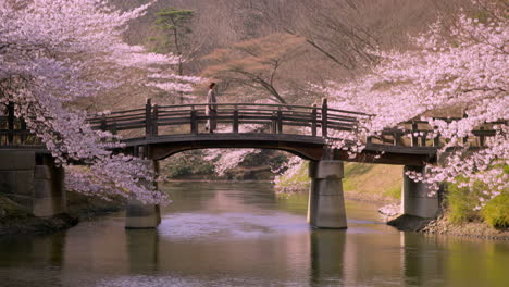 person on a bridge amidst cherry blossoms in spring