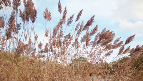 autumn - fall reeds blowing and swaying in the wind, in slow motion