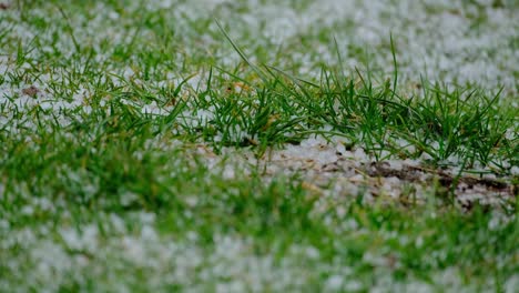 4k small hail falls on grass stable close up shot - 400mm