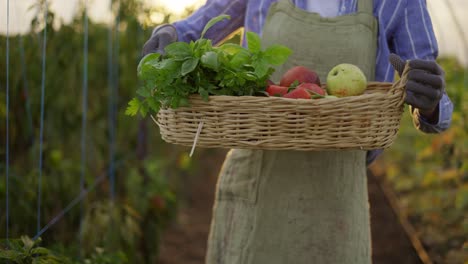 woman holding basket with fresh harvested vegetables at greenhouse