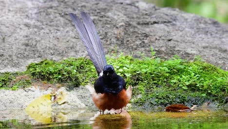 Shama-De-Rabadilla-Blanca-Bañándose-En-El-Bosque-Durante-Un-Día-Caluroso,-Copsychus-Malabaricus,-En-Cámara-Lenta