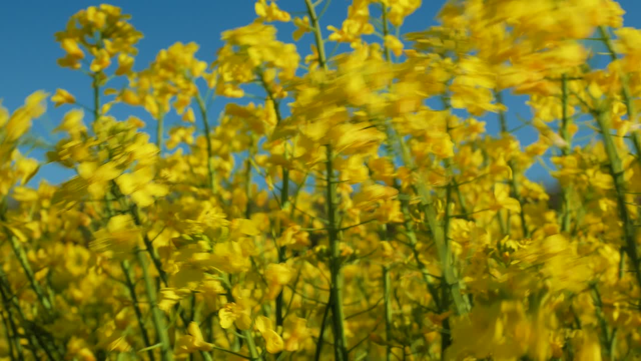flores de color amarillo brillante en flor de cultivos de colza meciéndose bajo la luz del sol con fondo de cielo azul