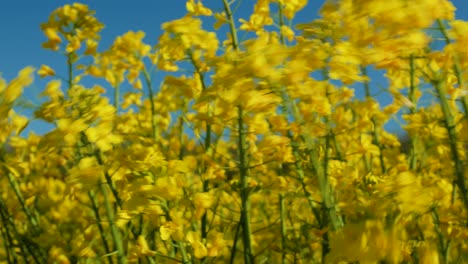 bright yellow flowers in bloom of oilseed rape crops swaying under the sunlight with blue sky background