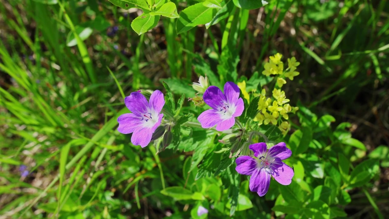 Close-up of purple wood cranesbill wildflowers blooming among green grass and leaves in an alpine meadow in Trentino