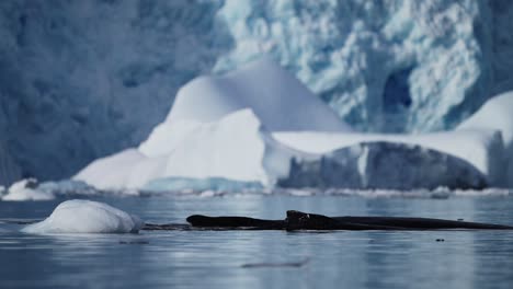 antarctica wildlife of humpback whales surfacing in calm ocean sea water with glacier landscape scenery in antarctic peninsula, a conservation area sensitive to climate change and global warming