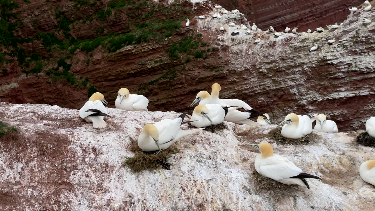 Sakte film-opptak av unge havsuler som hviler på en stein på den tyske øya Helgoland.