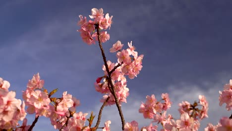 vista tranquila y relajante de la hermosa flor de cerezo sakura contra el cielo azul con nubes