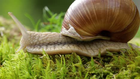 Helix-pomatia-also-Roman-snail,-Burgundy-snail