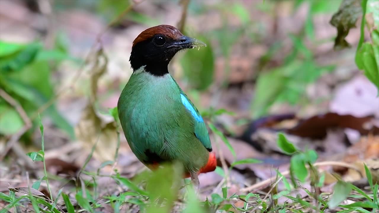 동남아시아에서 흔히 볼 수 있는 꽤 친근한 새