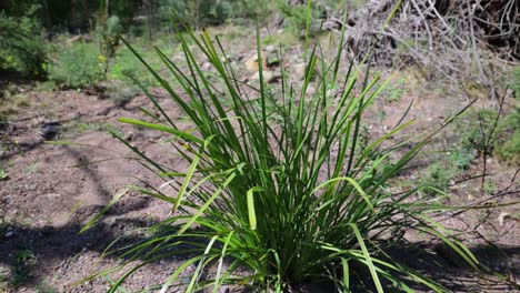 A-close-up-slow-motion-shot-of-lamandra-grass-in-the-Australian-high-country