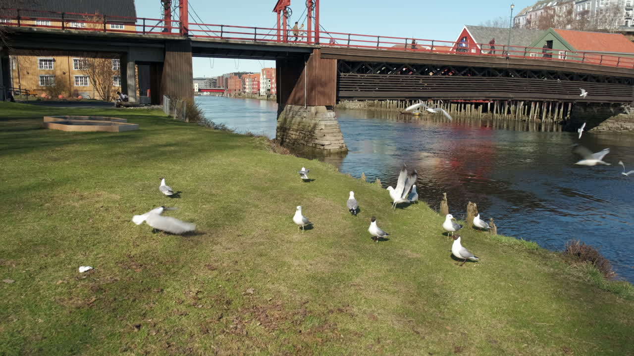 Seagull birds flying around a city river