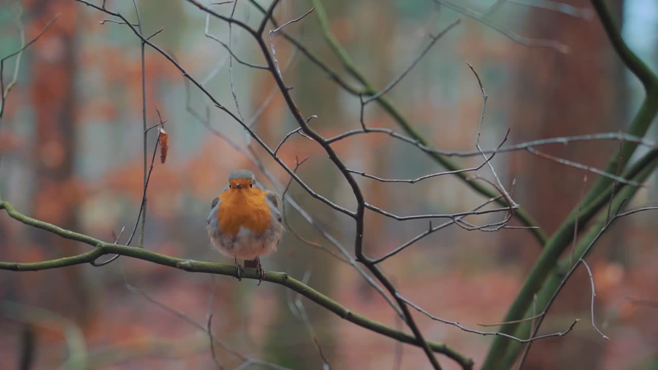 Pettirosso solitario appollaiato su un ramo in un paesaggio boschivo autunnale.