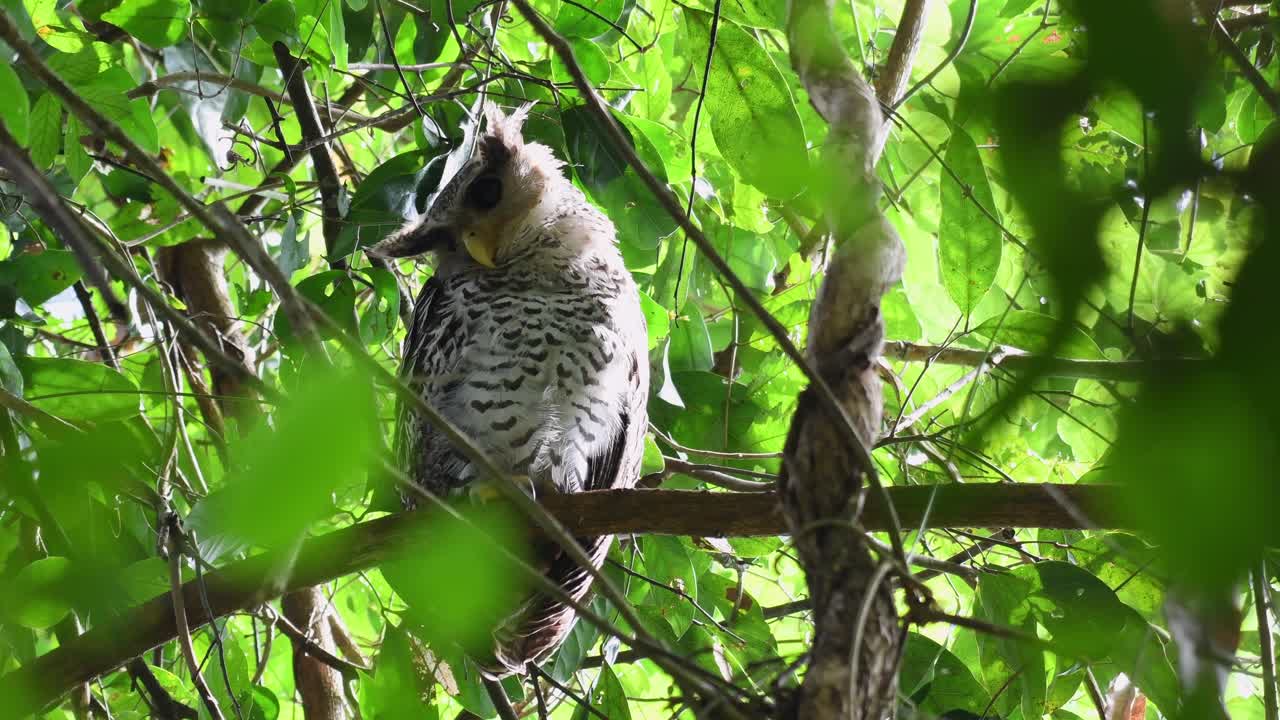 búho real de vientre manchado, bubo nipalensis, juvenil