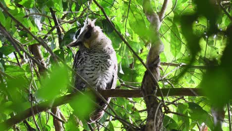 Búho-Real-De-Vientre-Manchado,-Bubo-Nipalensis,-Juvenil