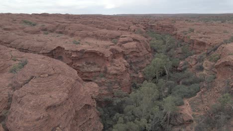 creek with growing dense foliage between rock formations at kings canyon of watarrka national park in northern territory, australia. - aerial drone shot