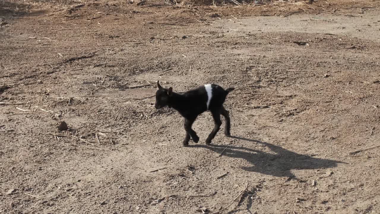 Charming baby goat strolling across picturesque farmland