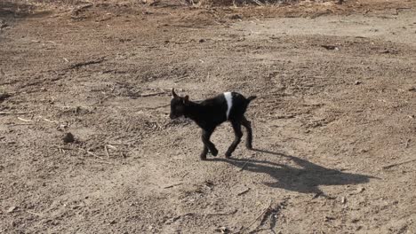 charming baby goat strolling across picturesque farmland