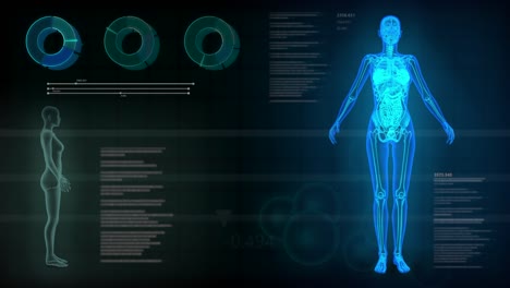 seamless looping background with x-ray roentgen female body, organs and skeleton scan for overlay or backdrop use in your projects - 4k 60fps uhd 3d animation