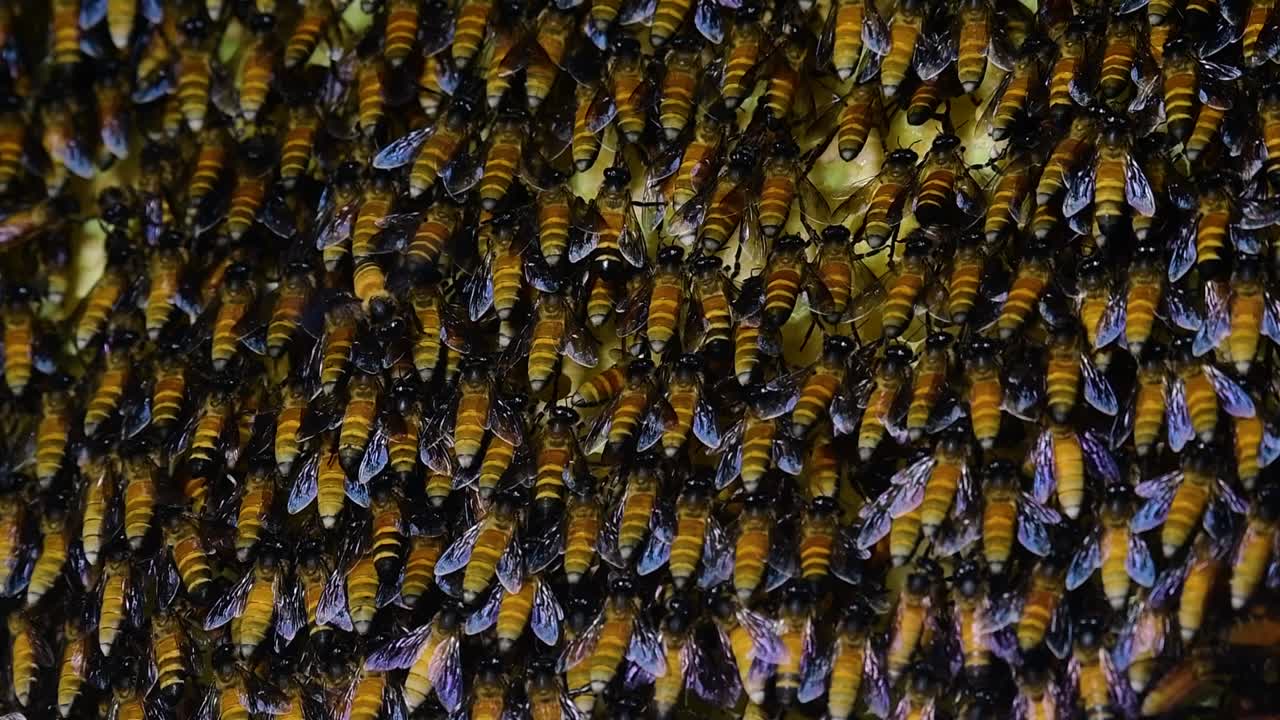 se sabe que las abejas melíferas gigantes construyen grandes colonias de nidos con bolsillos simétricos hechos de cera para almacenar miel como fuente de alimento.