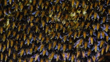 se sabe que las abejas melíferas gigantes construyen grandes colonias de nidos con bolsillos simétricos hechos de cera para almacenar miel como fuente de alimento.