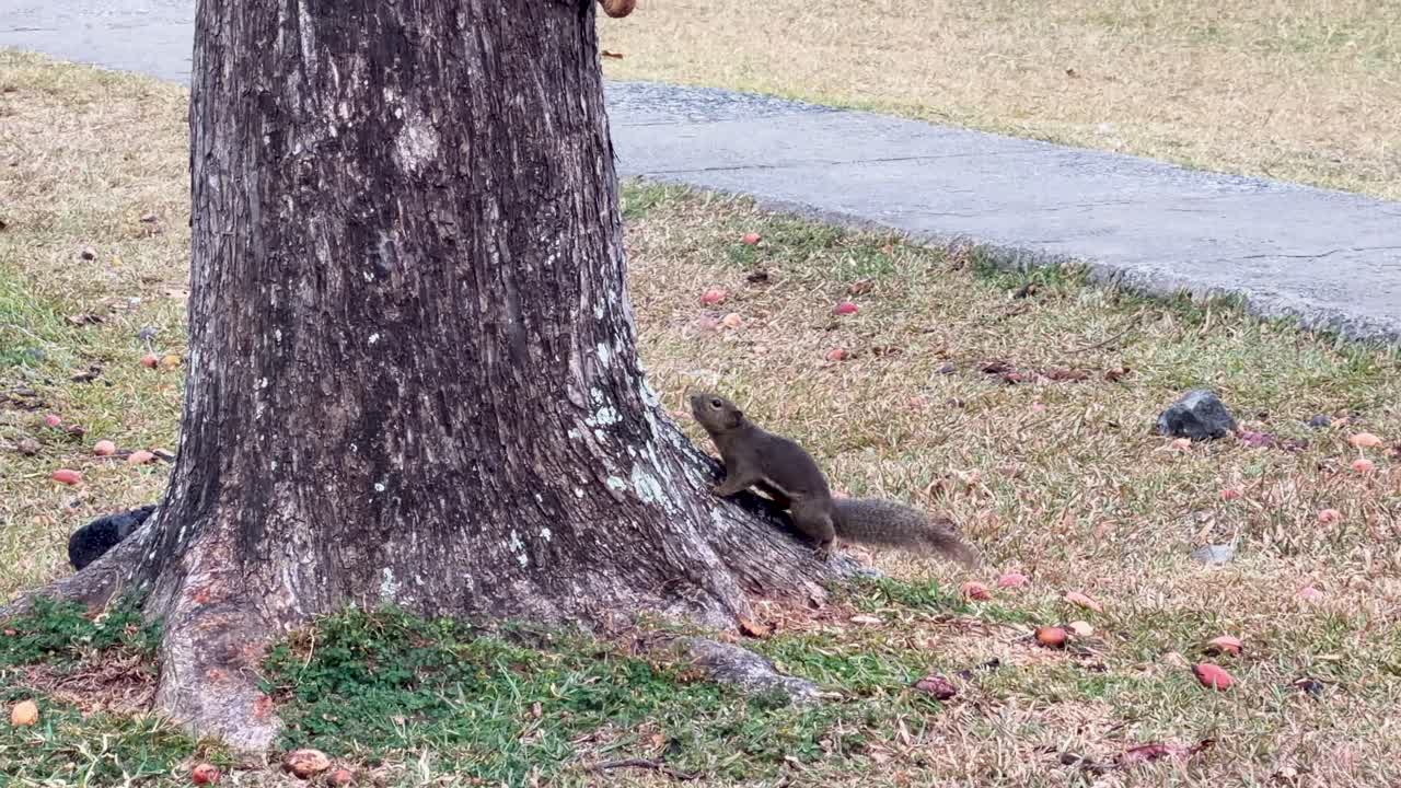 A Pallas's squirrel searches for food and eats fruit on the ground near a tree