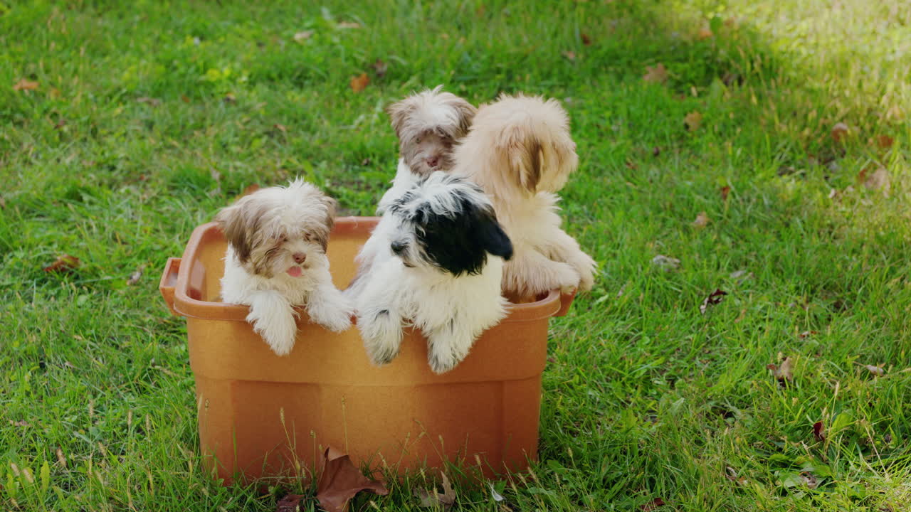 Puppies in a bucket on the grass