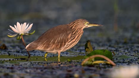 indian pond heron fishing in water lily pond