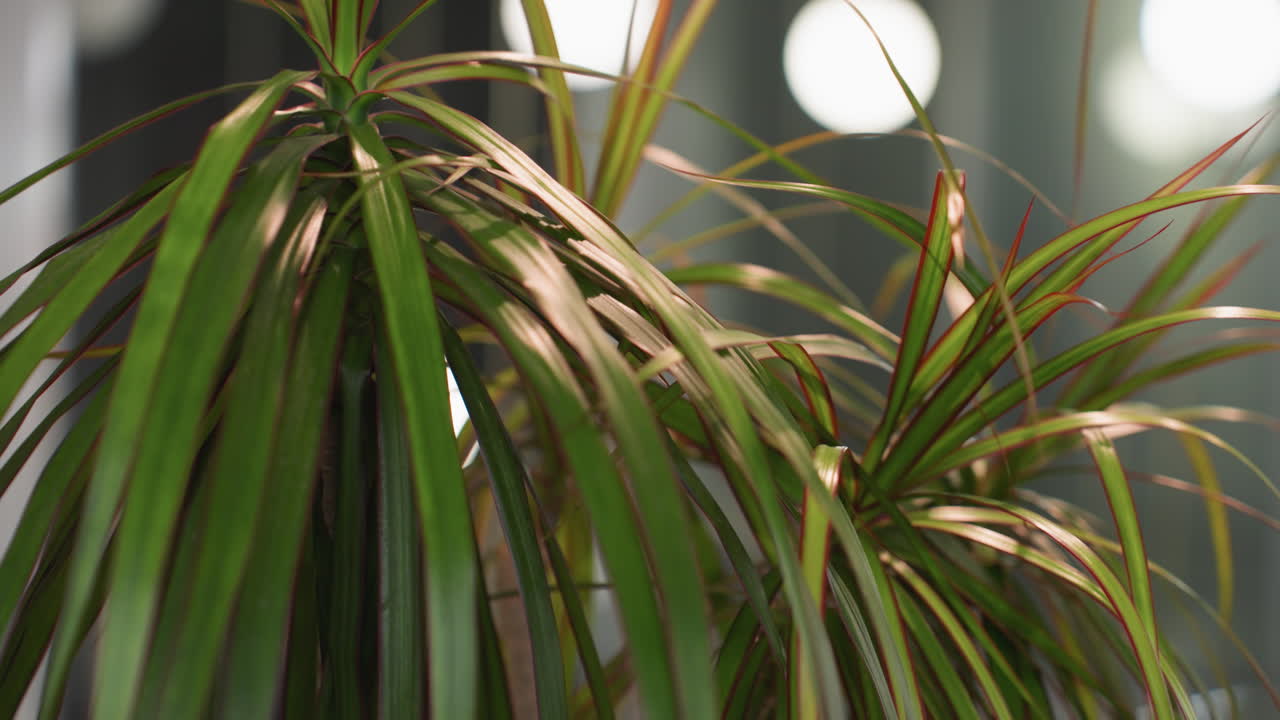 빨간색으로 가장자리가 된 긴 녹색 잎을 가진 비 식물의 클로즈업 뷰, 흐릿한 배경에 맞춰 현대적인 실내 환경에서 울창한 잎자루를 강조합니다.