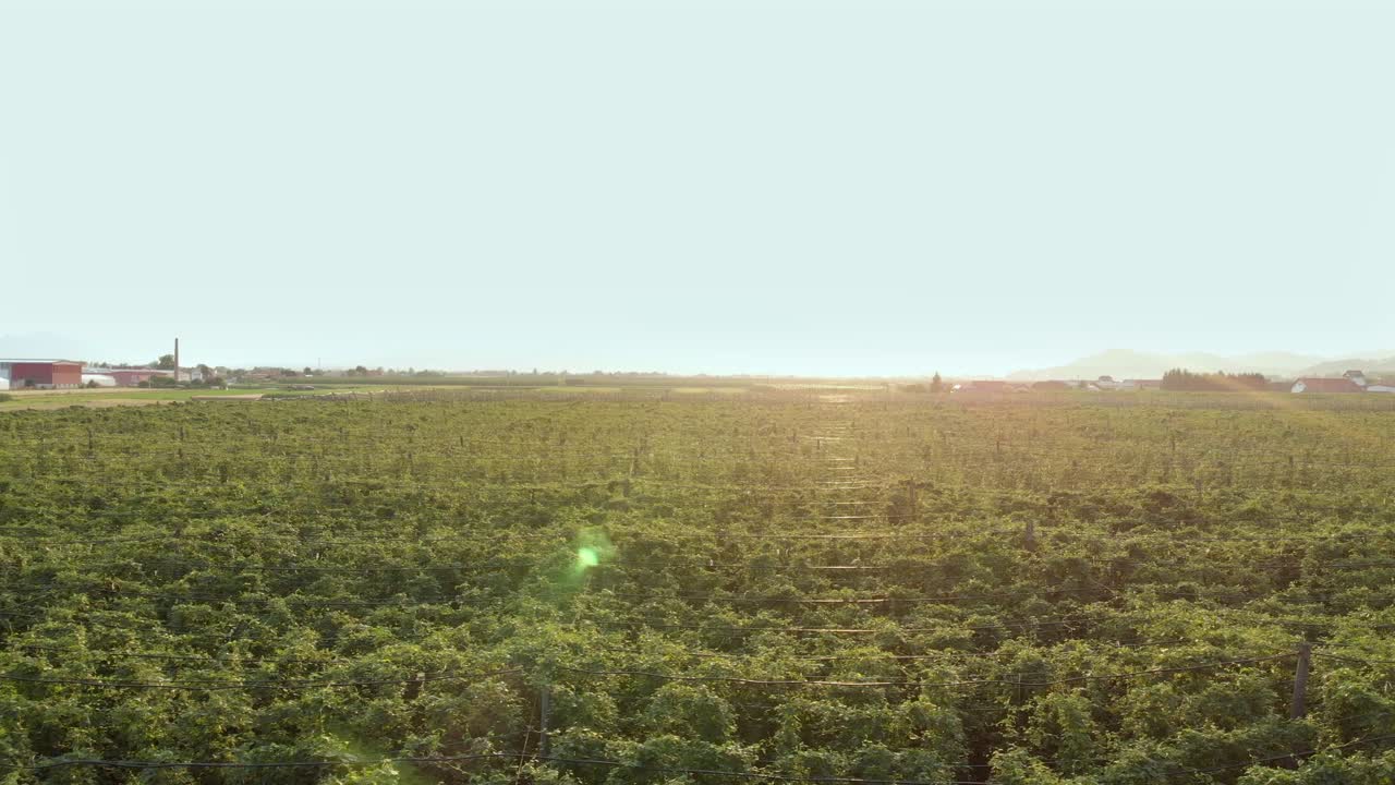 toma panorámica aérea lateral del campo de lúpulo en semper, eslovenia