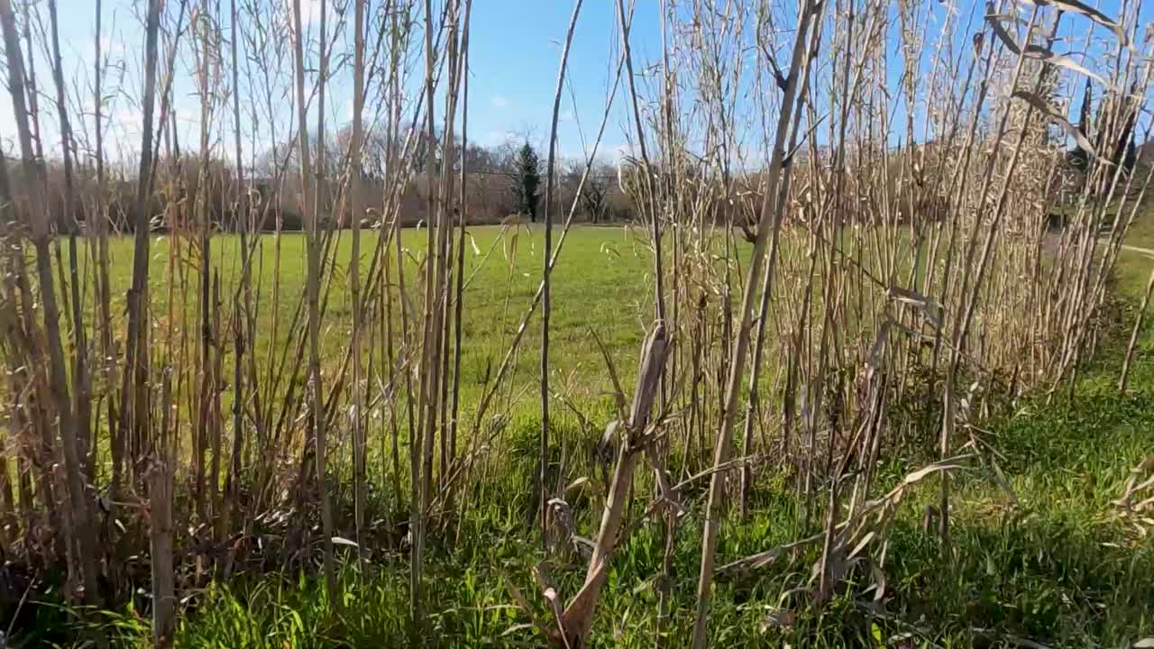 Panoramatický záběr malebné krajiny se zelenou loukou, vysokým rákosím, polní cestou a vzdálenými stromy pod modrou oblohou v řecké přírodě