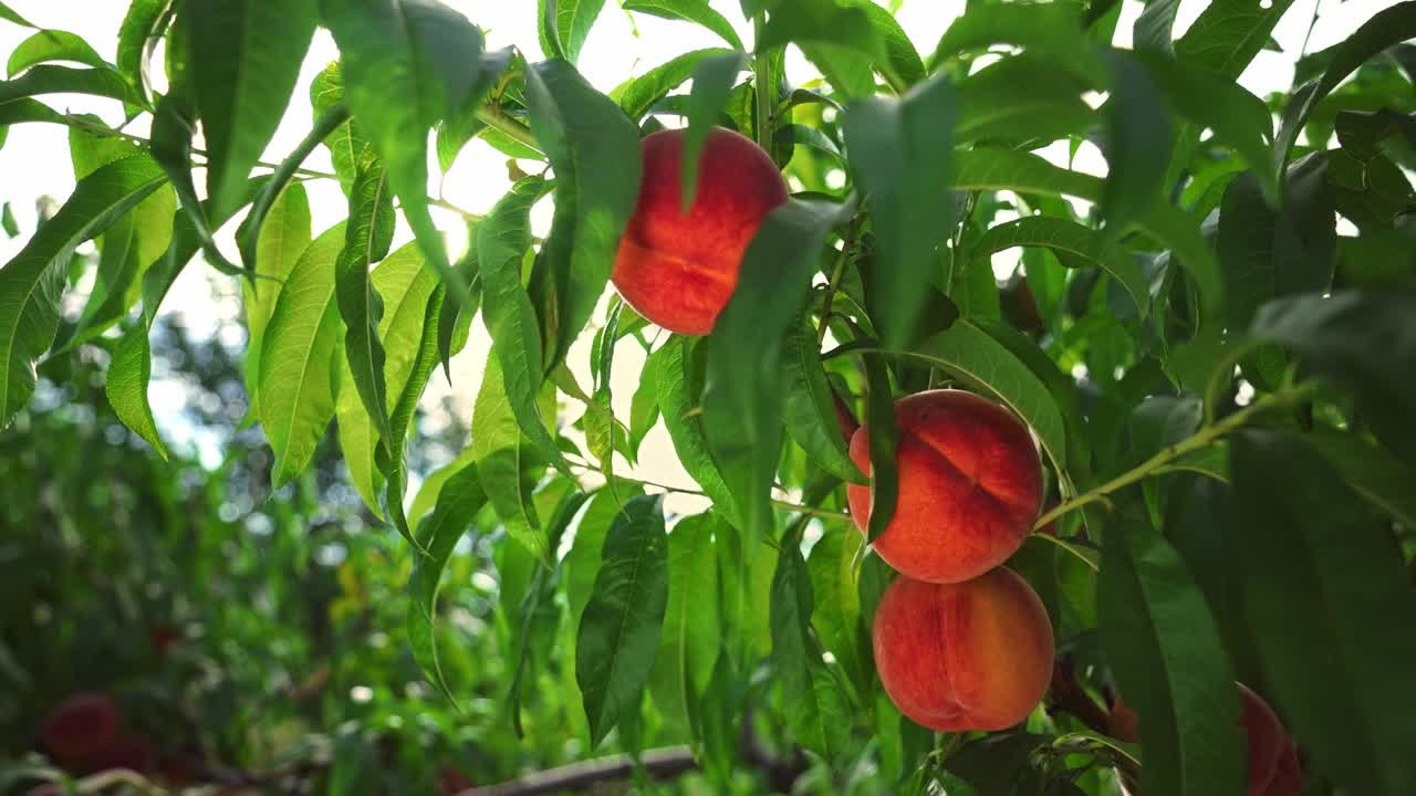 Big juicy peaches on the tree. Fabulous orchard. Fruits ripen in the sun