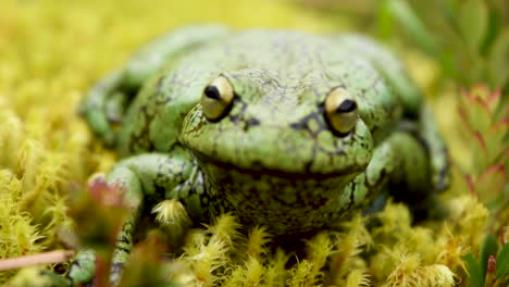 close up macro shot of a green cute smiling frog with large eyes