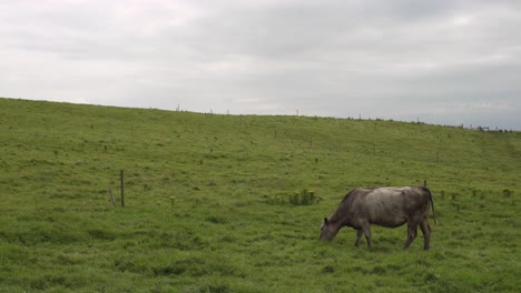 cow eating grass in the meadow